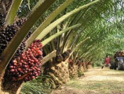 Sebanyak 33 Pabrik Sawit di Jambi Yang Langgar UU dan Permentan, Ini Daftarnya