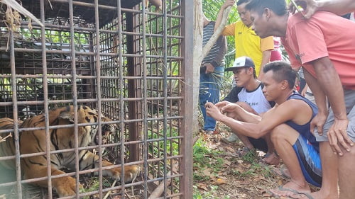 Harimau yang Masuk Perangkap BKSDA di Merangin