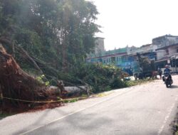 Akibat Pohon Tumbang, Akses Jalan Bukit Tiung Bangko Ditutup Sementara