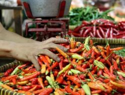 Harga Cabai Rawit Melonjak, Diskoperindag Batanghari akan Berkoordinasi dengan Sektor Terkait