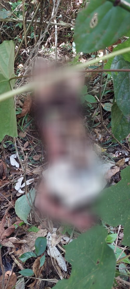 Warga Desa Hajran Batanghari Tewas Dibunuh di Kebun Karet