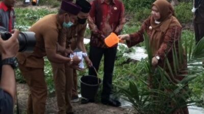 Yulia Hadiri Peremajaan Sawit Perdana Rakyat KUD