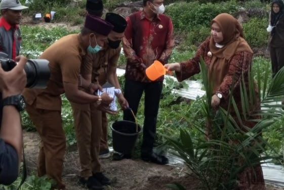 Yulia Hadiri Peremajaan Sawit Perdana Rakyat KUD