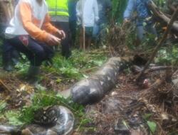 Petani Karet di Tanjabbar Tewas Ditelan Ular Piton