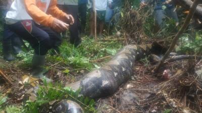 Petani Karet di Tanjabbar Tewas Ditelan Ular Piton