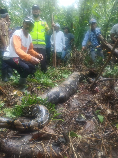 Petani Karet di Tanjabbar Tewas Ditelan Ular Piton