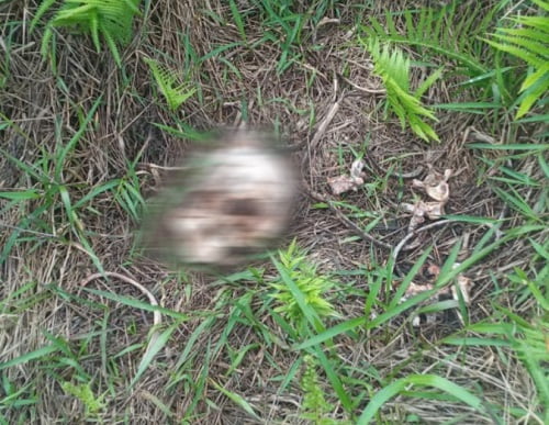 Warga Desa Kuap Batanghari dihebohkan dengan Penemuan Tengkorak Manusia dipinggiran Kanal