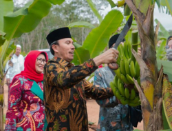 Edi Purwanto Bersama Anggota Komisi V DPR RI Panen Pisang Canvendish di Ponpes Irsyadul ‘Ibad