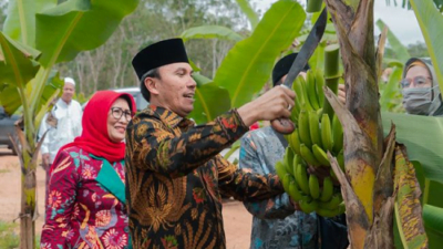 Edi Purwanto Bersama Anggota Komisi V DPR RI Panen Pisang Canvendish di Ponpes Irsyadul ‘Ibad