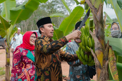 Edi Purwanto Bersama Anggota Komisi V DPR RI Panen Pisang Canvendish di Ponpes Irsyadul ‘Ibad
