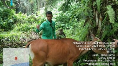 Banyaknya Ternak Mati Mendadak, Tim Kesehatan Hewan Disbunak Batanghari Gerak Cepat