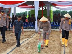 Wakil DPRD Wiranto Hadiri Penanaman Jagung
