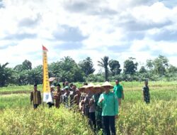 MFA Tanam Padi Serentak Se Provinsi Jambi di Desa Senaning