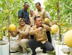 Gubernur Al Haris Panen Perdana Melon Premium di Tanjung Jabung Timur