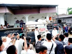 Sapi Dengan Bobot 818 Kg di Serahkan Bupati Batanghari Kemasjid Jami’Baiturrahim