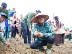 500 Anggota Pramuka Terlibat, Wali Kota Jambi Dorong Percepatan LTT Lewat Tanam Padi Gogo