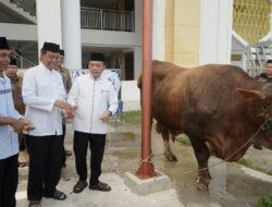 Gubernur Al Haris Serahkan Sapi Kurban Presiden Prabowo Seberat 930 Kilogram di Jambi