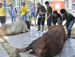 Pemkot Jambi Sembelih 187 Hewan Kurban, Wali Kota Maulana Serahkan Sapi Kurban Presiden Prabowo